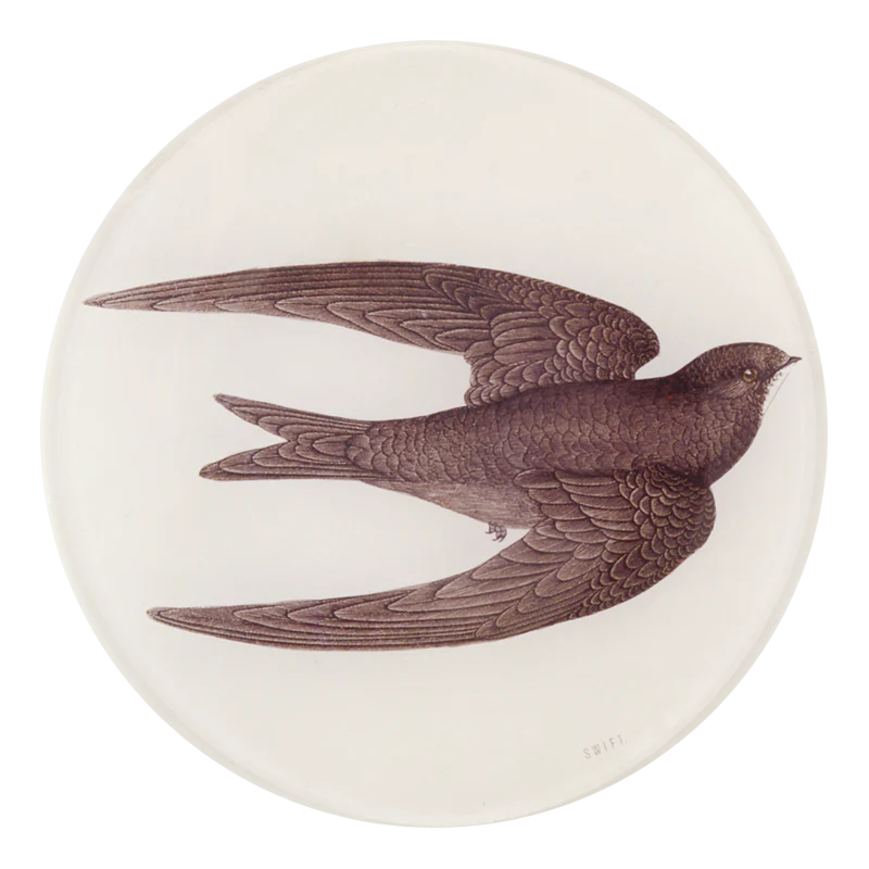 Swift Bird (Swallow)