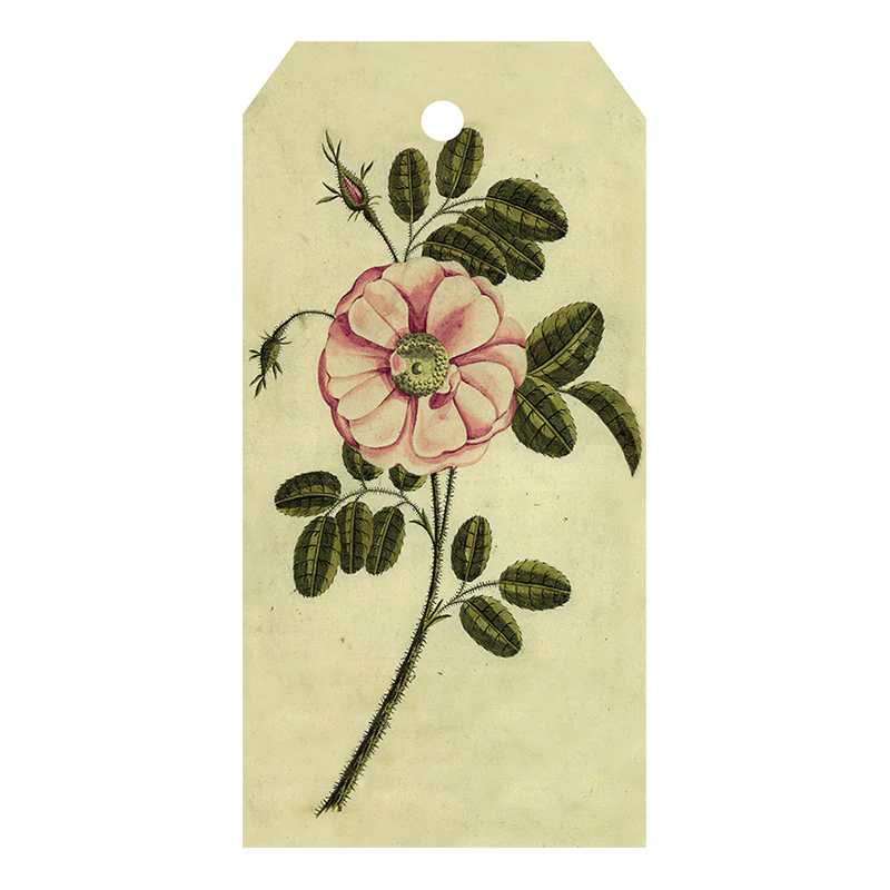 Painted Rose