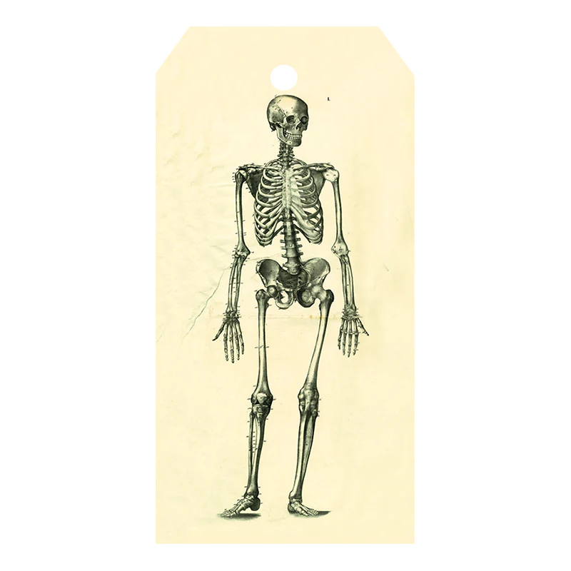 Skeleton
