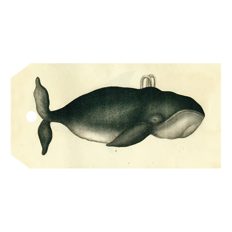Spouting Whale