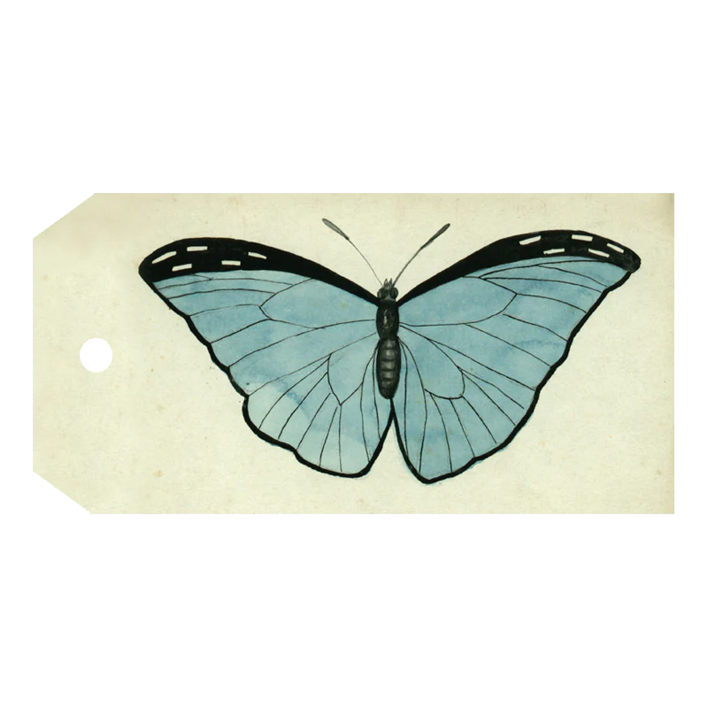 Blue Butterfly