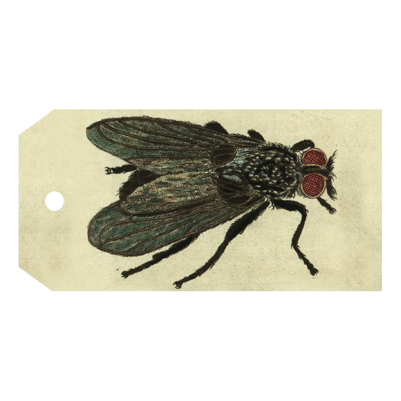 Fly
