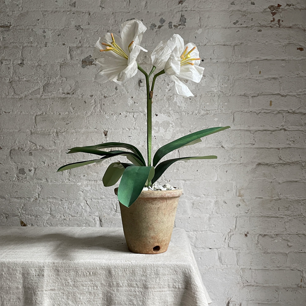 The Green Vase Potted Amaryllis Plant