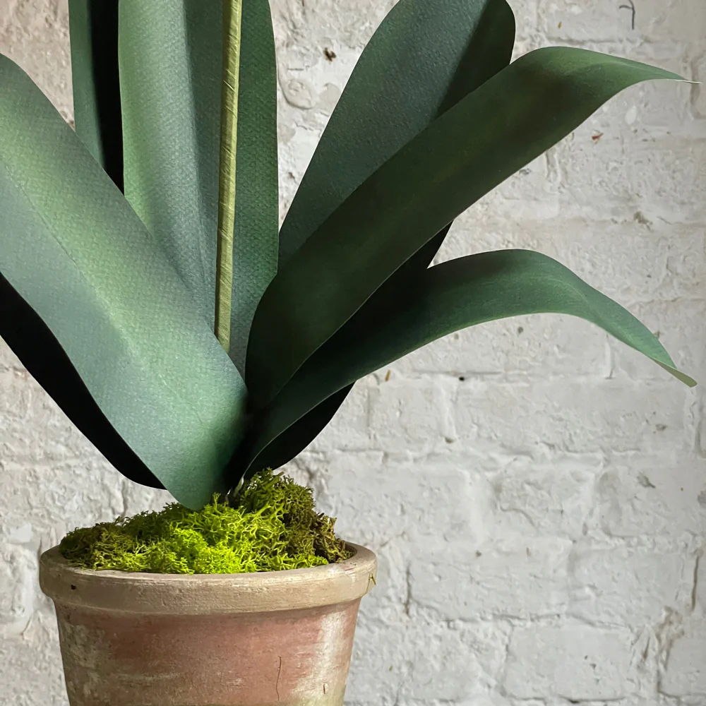 The Green Vase Potted Clivia Plant - Image 3