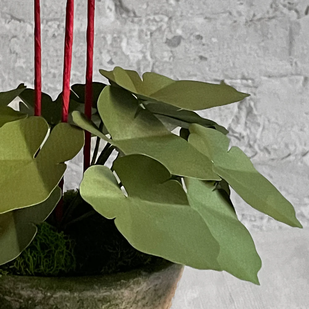 The Green Vase Potted Coral Bells Plant - Image 4