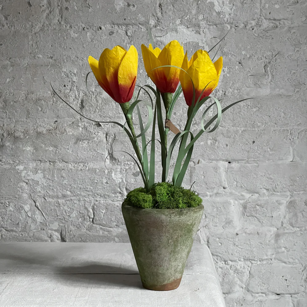 The Green Vase Potted Crocus Plant
