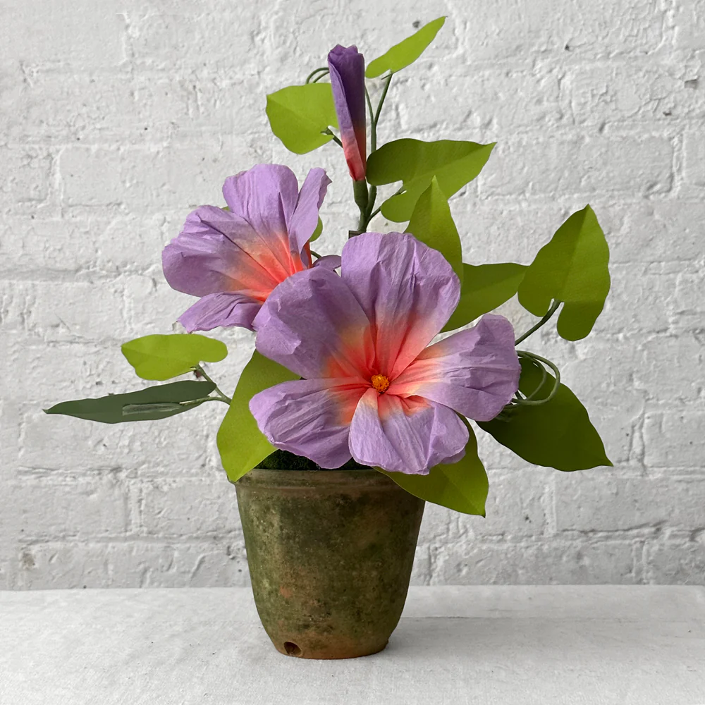 The Green Vase Potted Morning Glory Plant