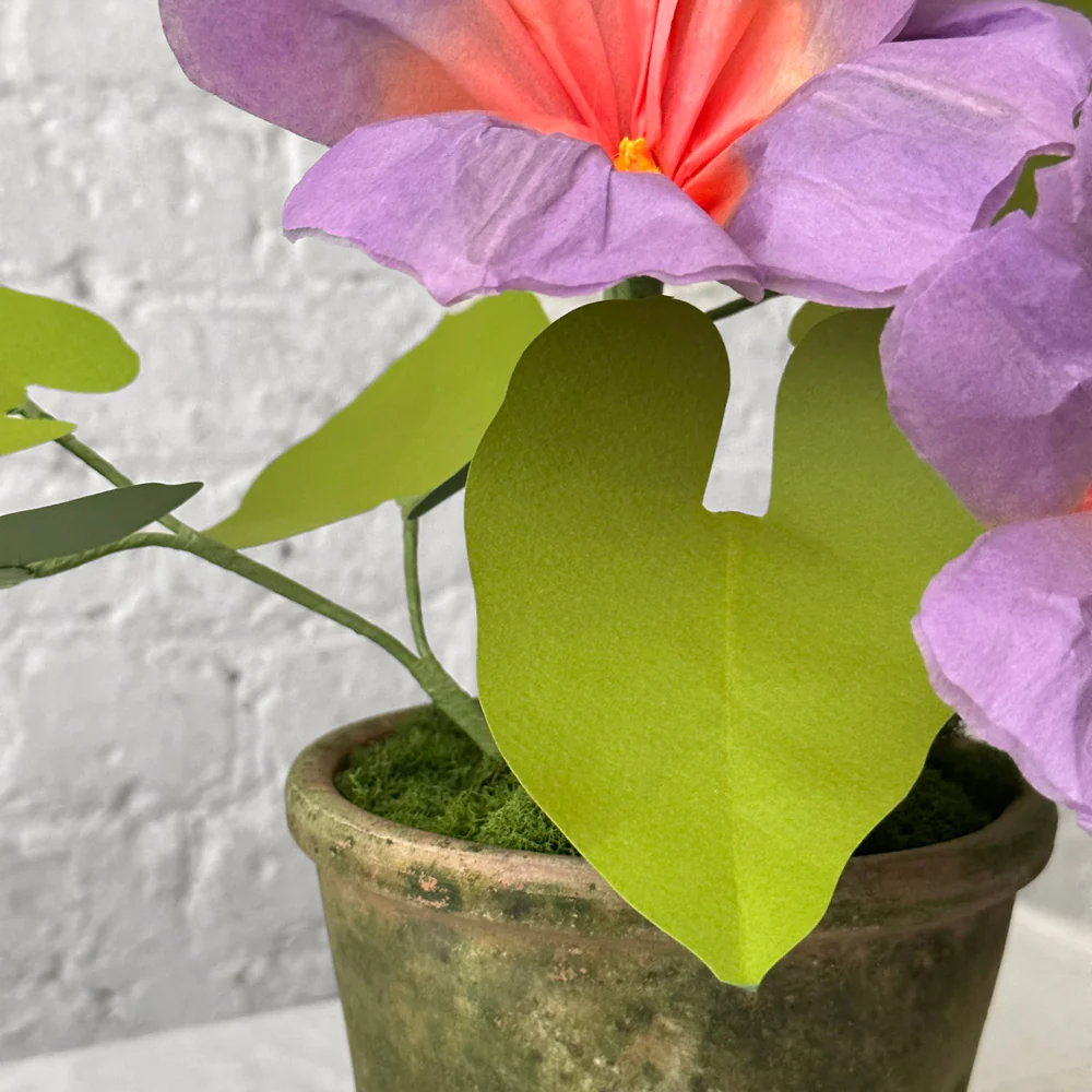 The Green Vase Potted Morning Glory Plant - Image 3