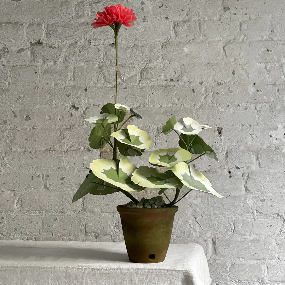 The Green Vase Potted Mini Pink Geranium Plant