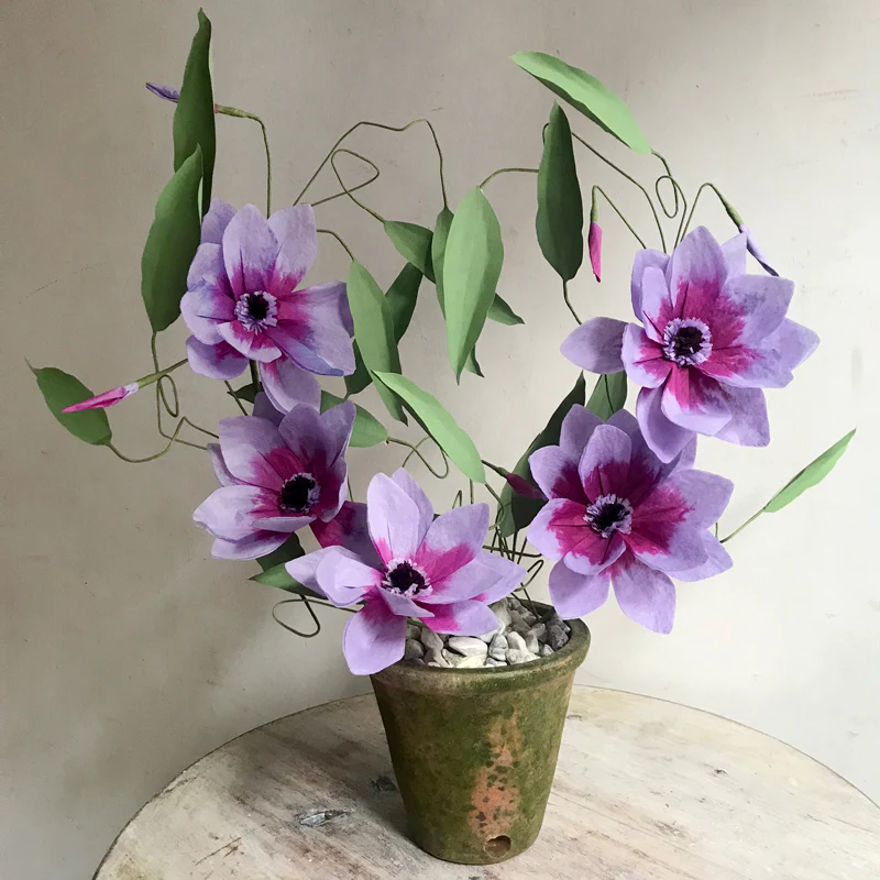 The Green Vase Potted Purple Clematis Florida
