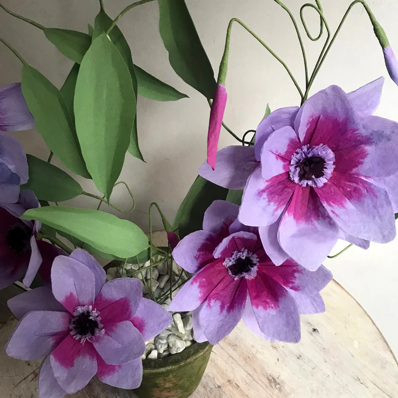 The Green Vase Potted Purple Clematis Florida - Image 2