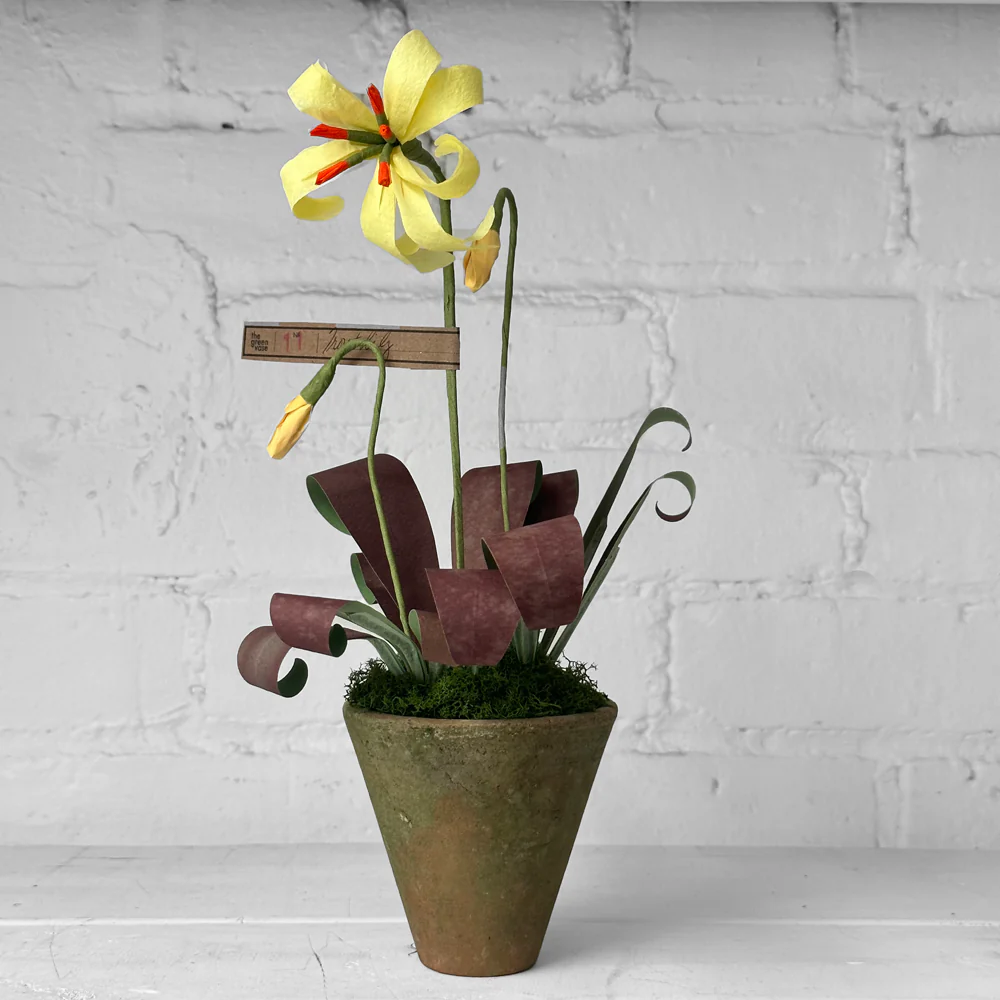 The Green Vase Trout Lily