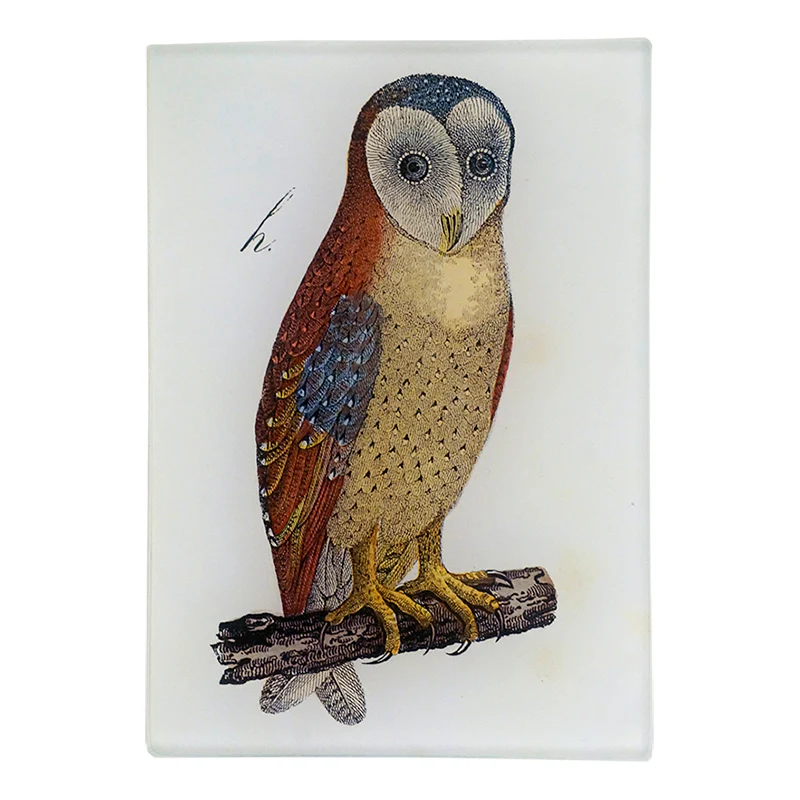 An Owl