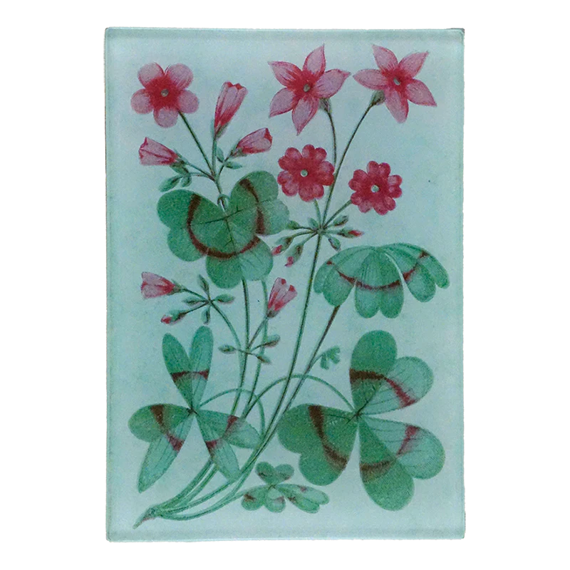 Clover Green (Card Back)