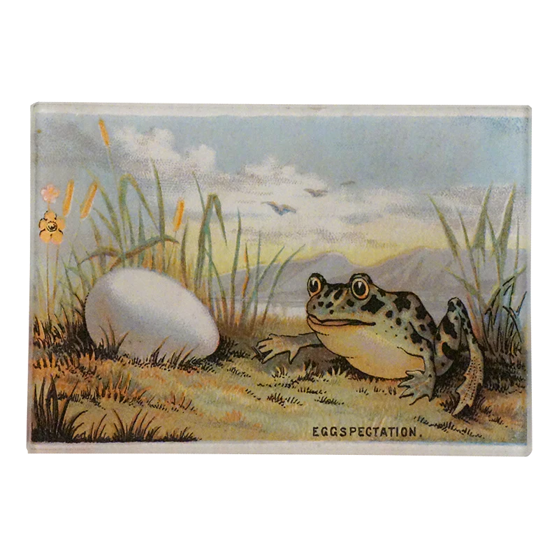 Eggspectation