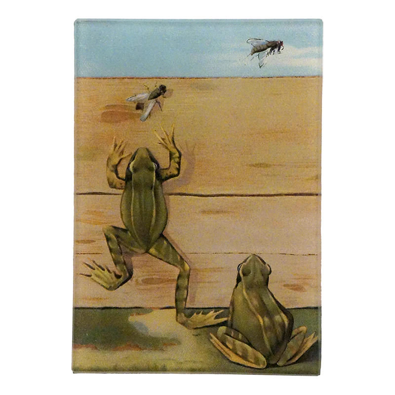 Frogs & Flies