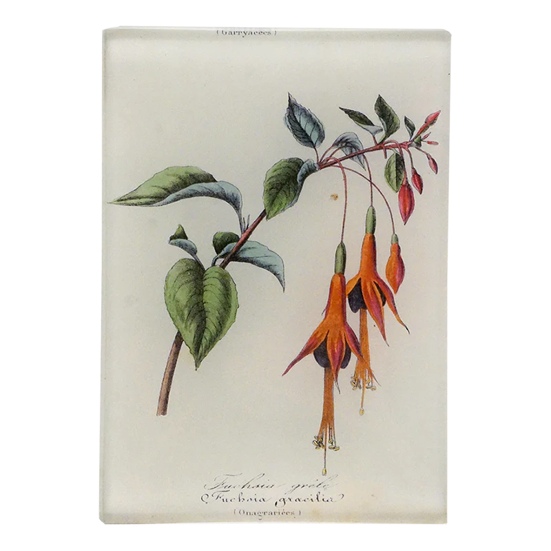 Fuchsia