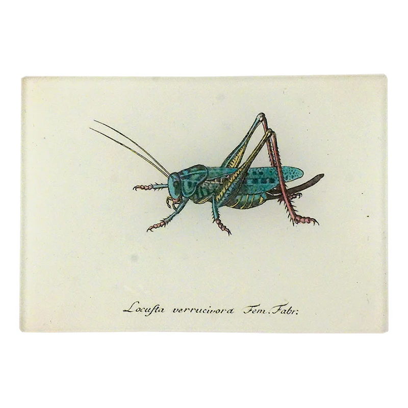 Lucky Locust A