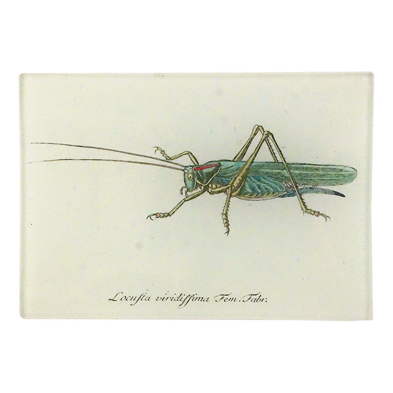Lucky Locust C