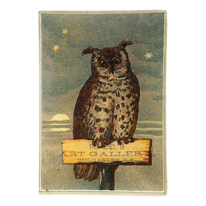 Owl Gallery