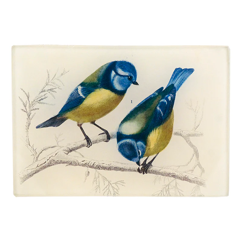 Yellow-Breasted Blue Tit