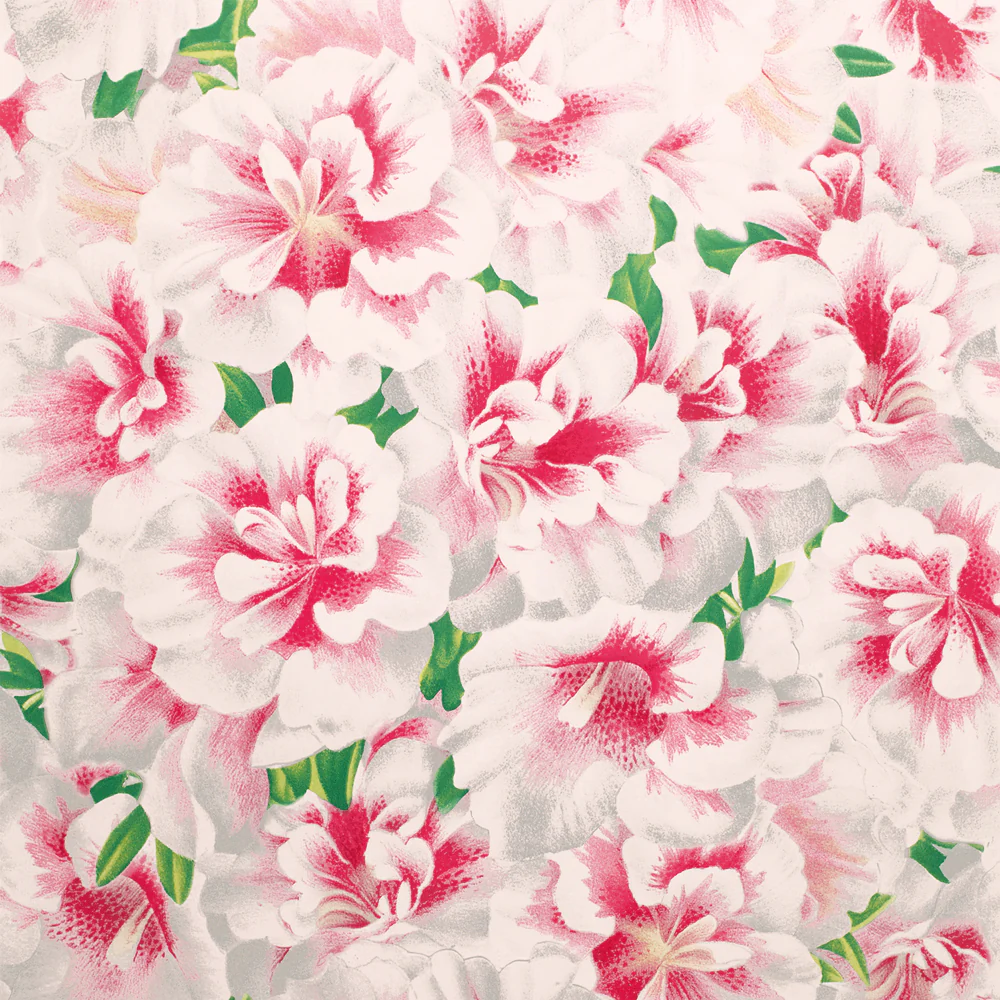 Variegated Azalea Azalea