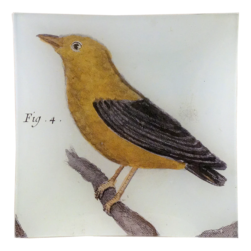 Manakin