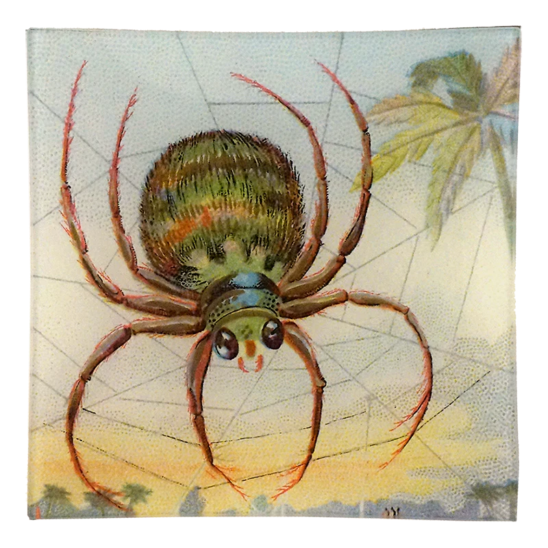 Big Spider Web