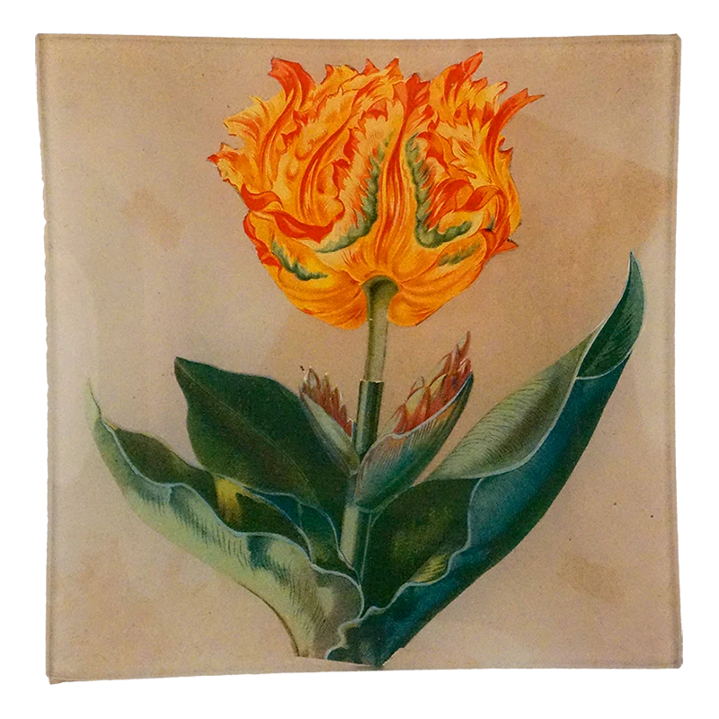 Tulip