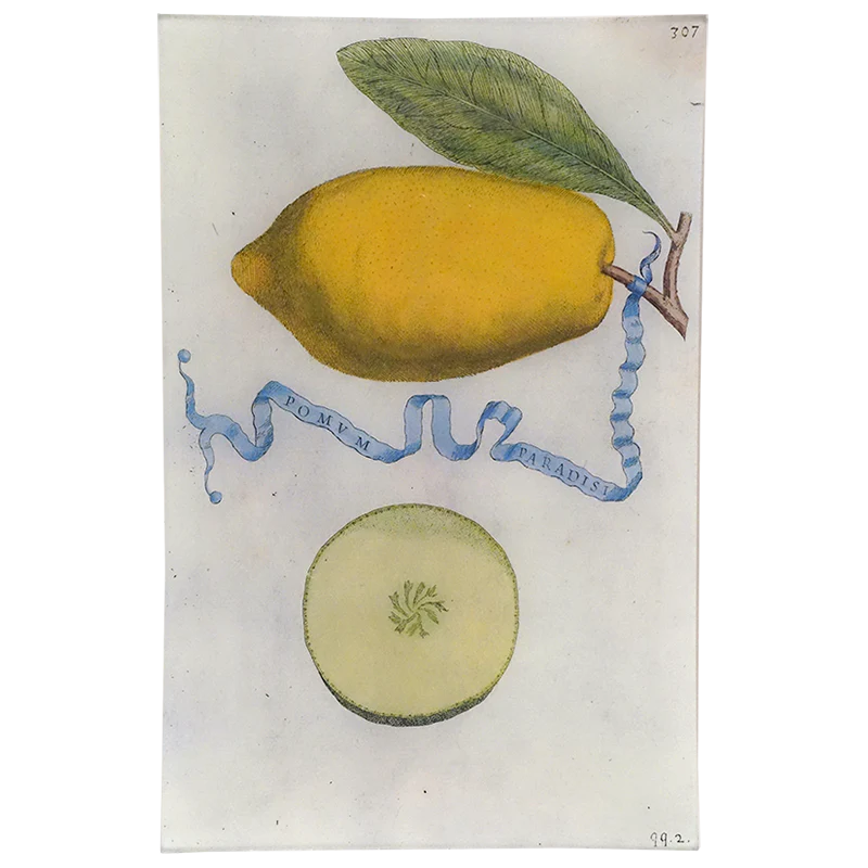 Limon 307