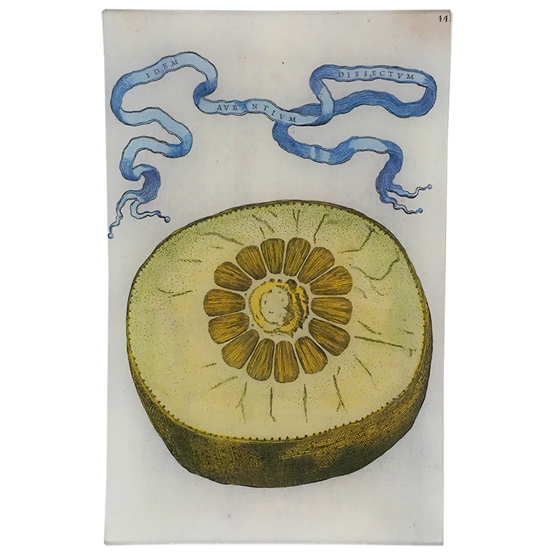 Limon 441