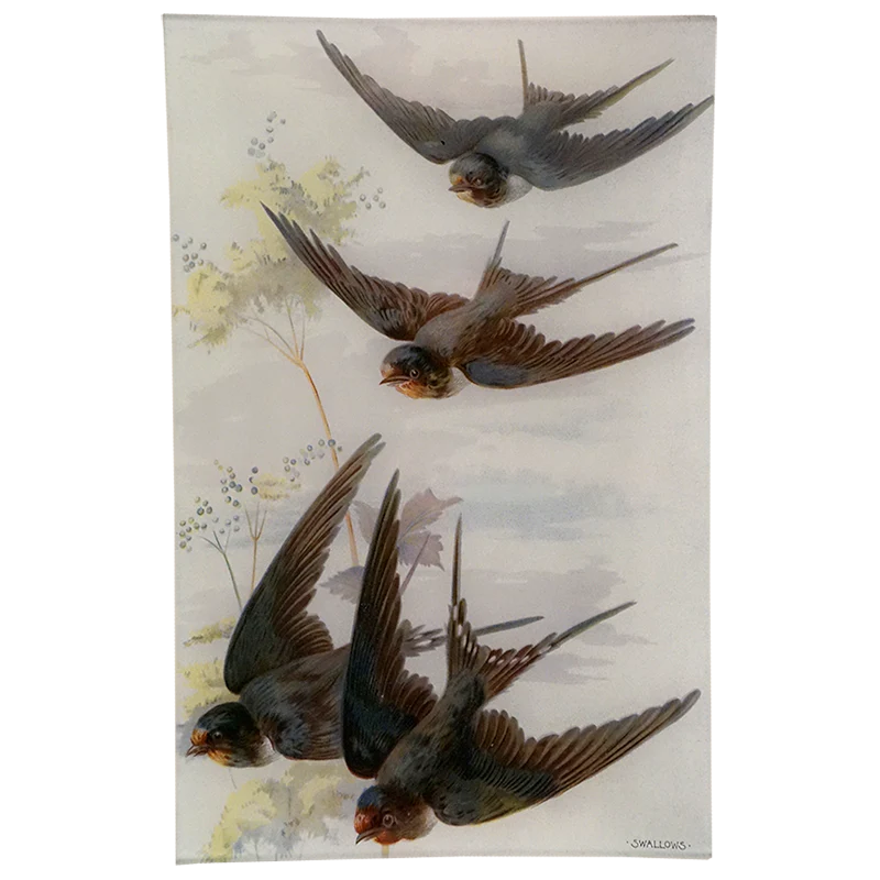 Swallows
