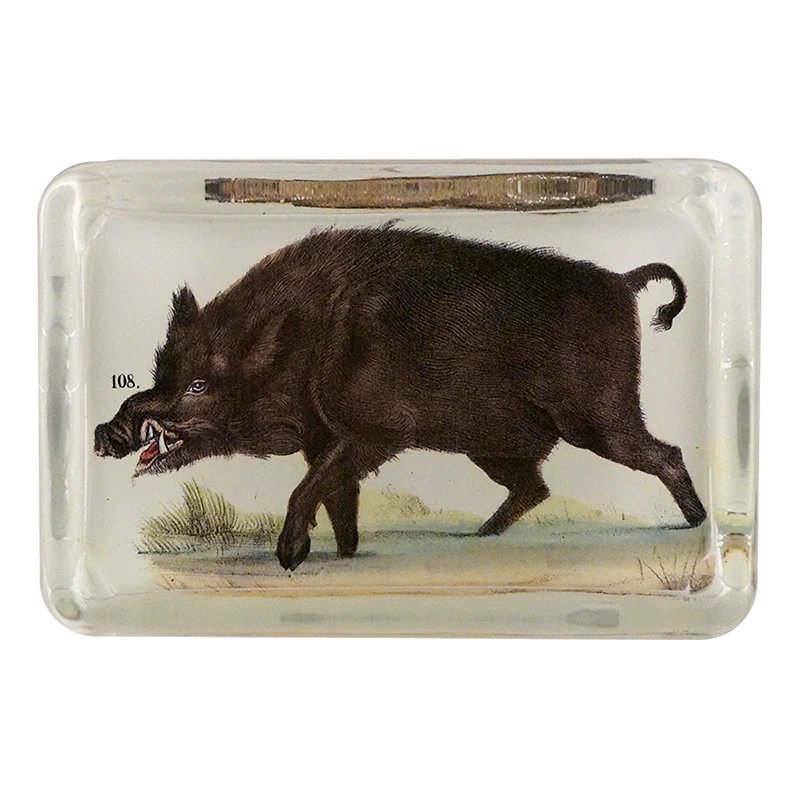 Boar