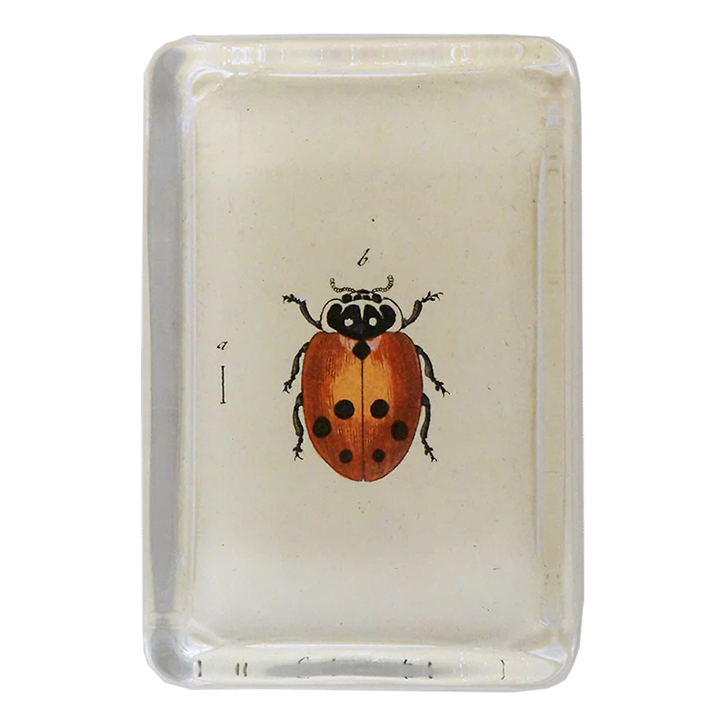 Little Ladybug